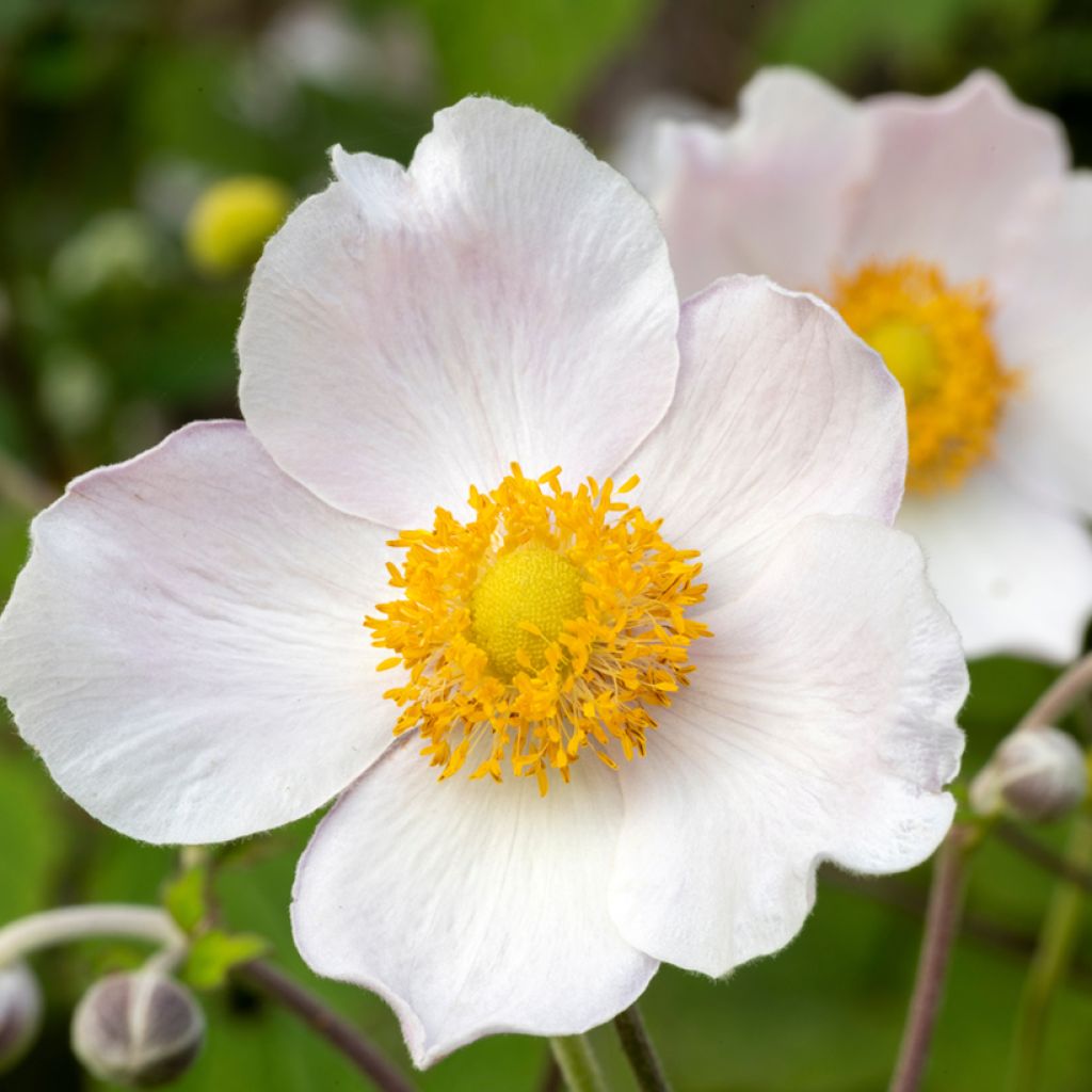 Anemone Regal Swan - Anemone giapponese