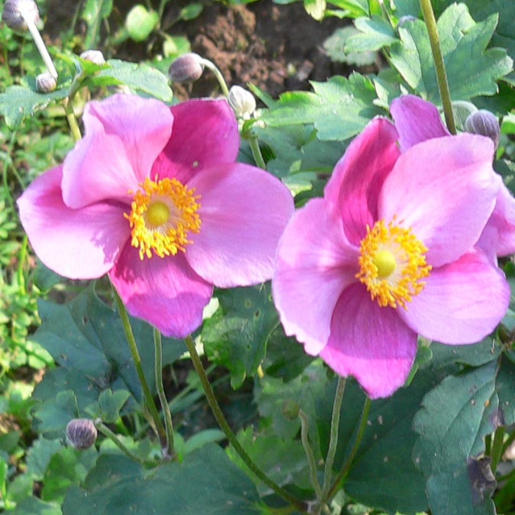 Anémone japonaise hupehensis splendens