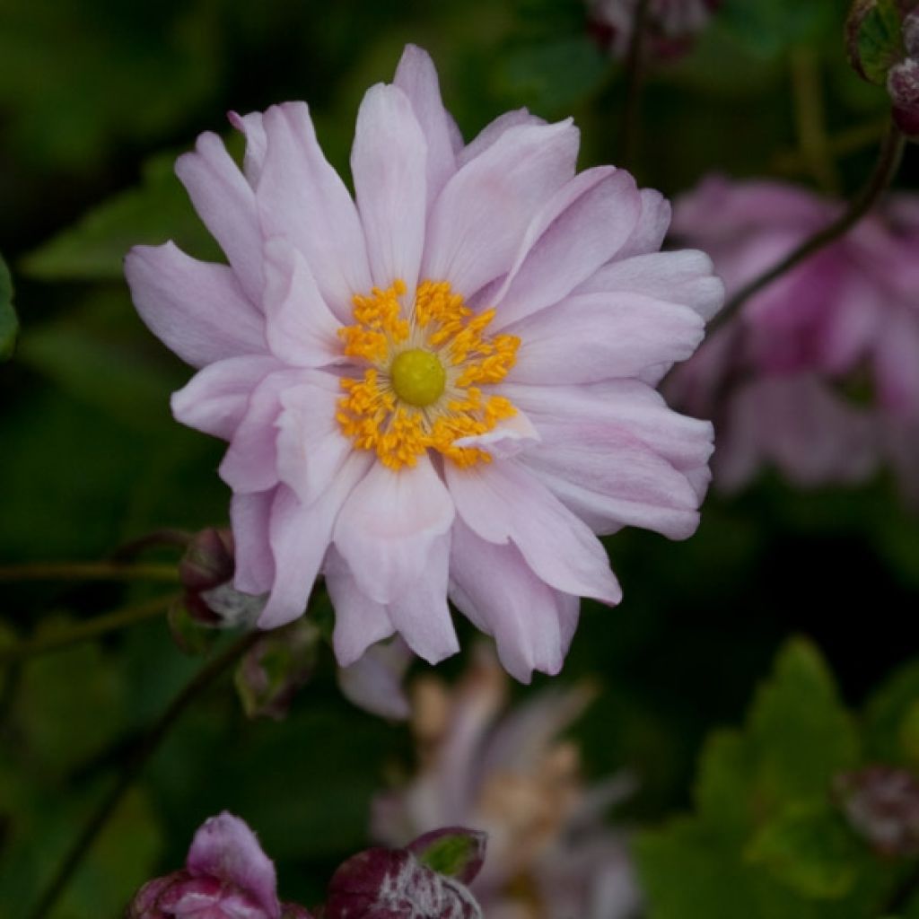 Anémone japonaise Mont Rose