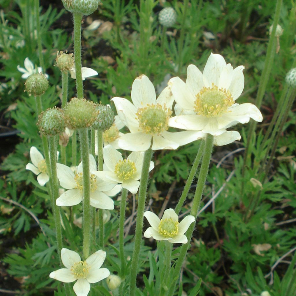 Anemone multifida Major - Anémone multifide