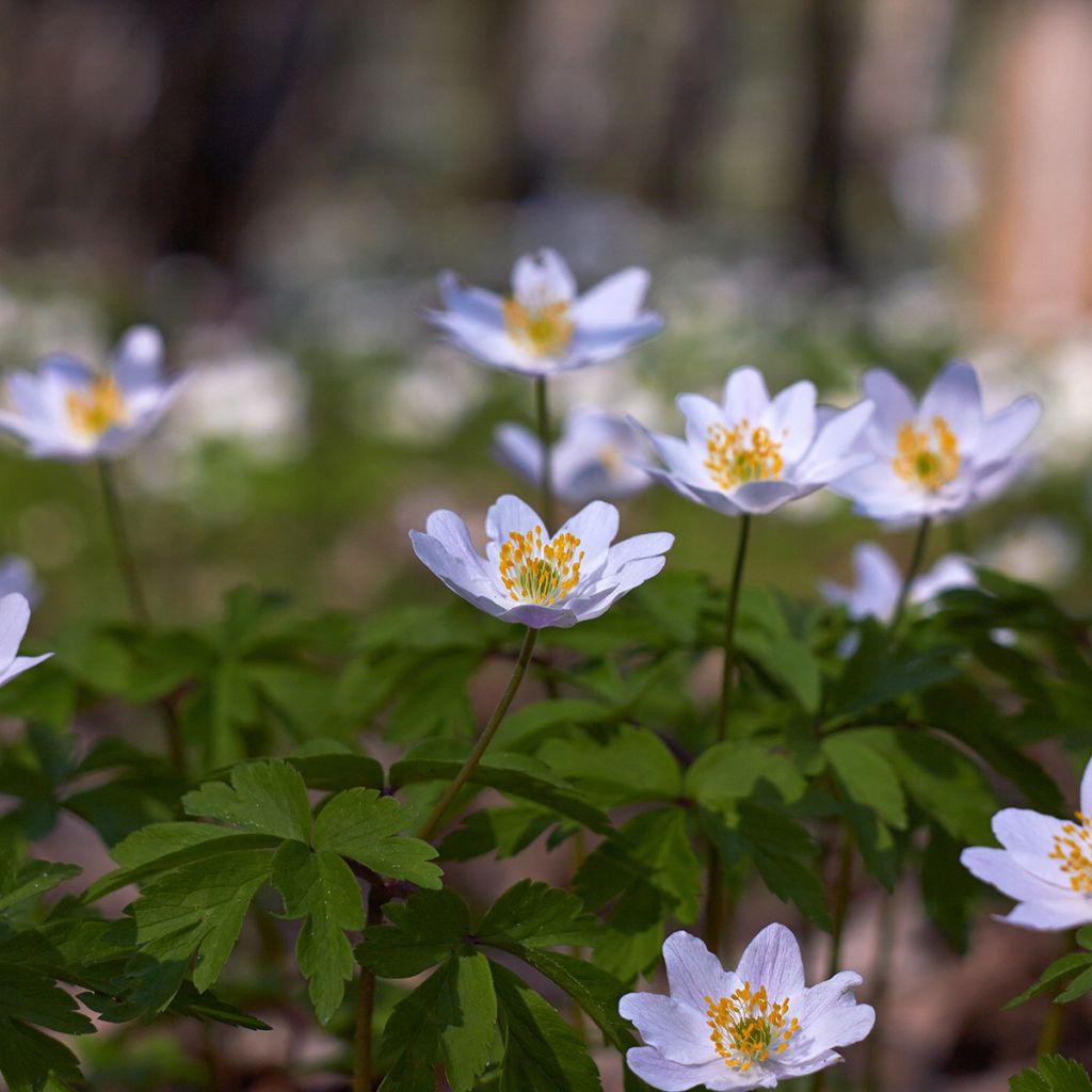 Anemone nemorosa Lucia