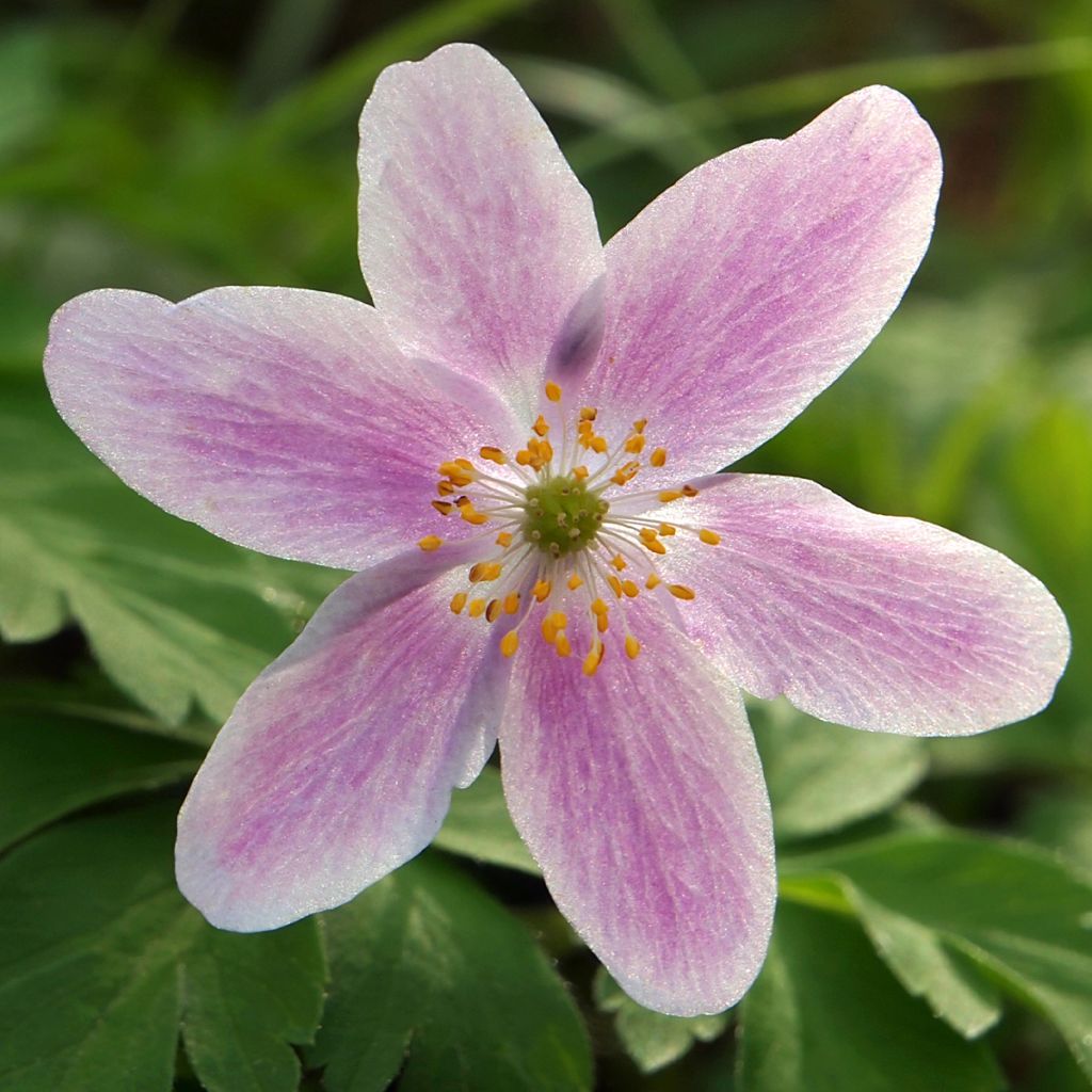 Anemone nemorosa Marie-Rose - Anémone des bois