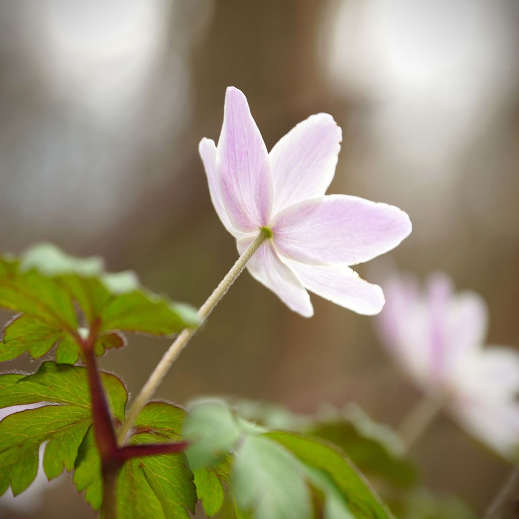 Anemone nemorosa Marie-Rose