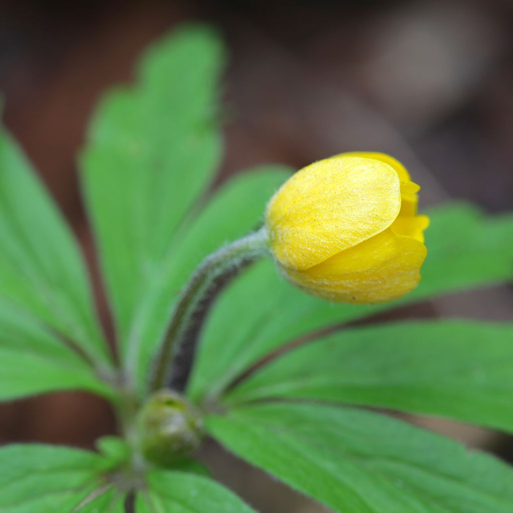 Anemone ranunculoides - Anemone gialla