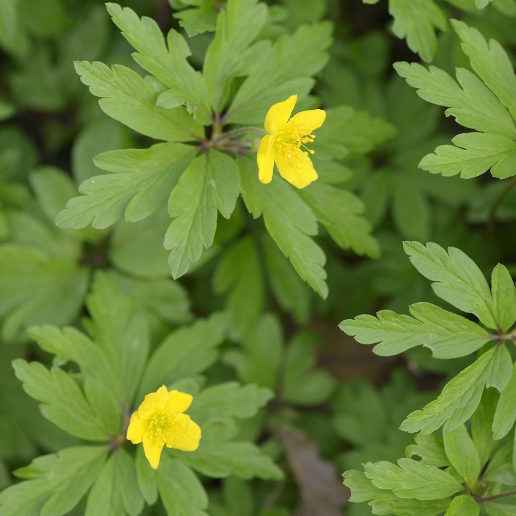 Anemone ranunculoides - Anemone gialla