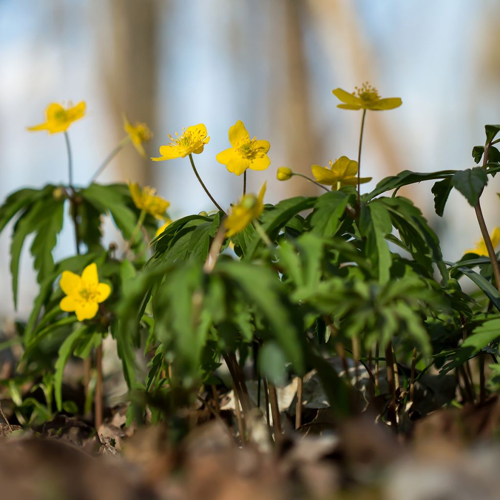 Anemone ranunculoides - Anemone gialla