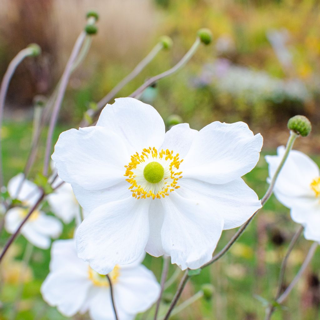 Anemone Whirlwind - Anemone giapponese