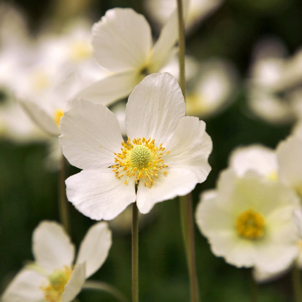 Anemone Whirlwind - Anemone giapponese