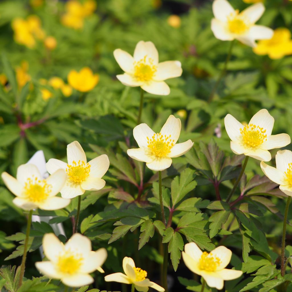 Anemone lipsiensis