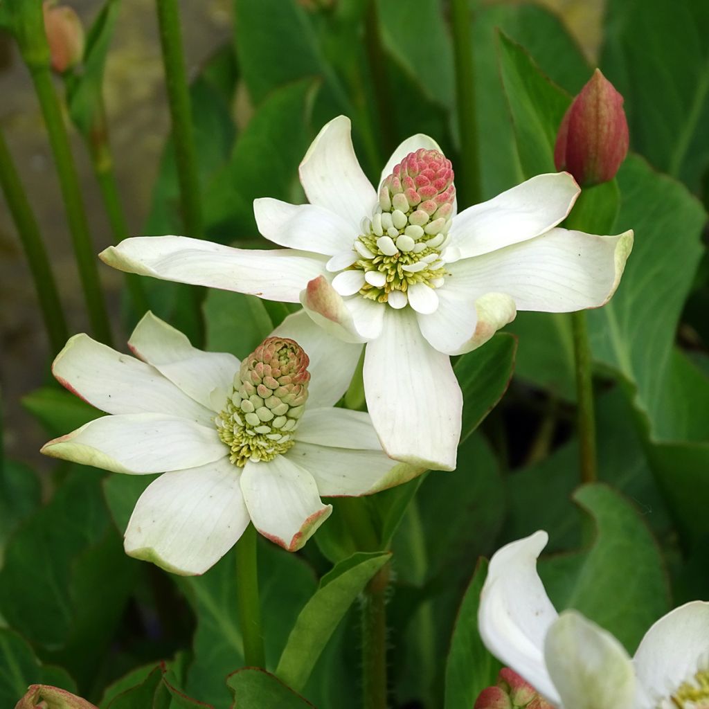 Anemopsis californica - Anémopsis de Californie