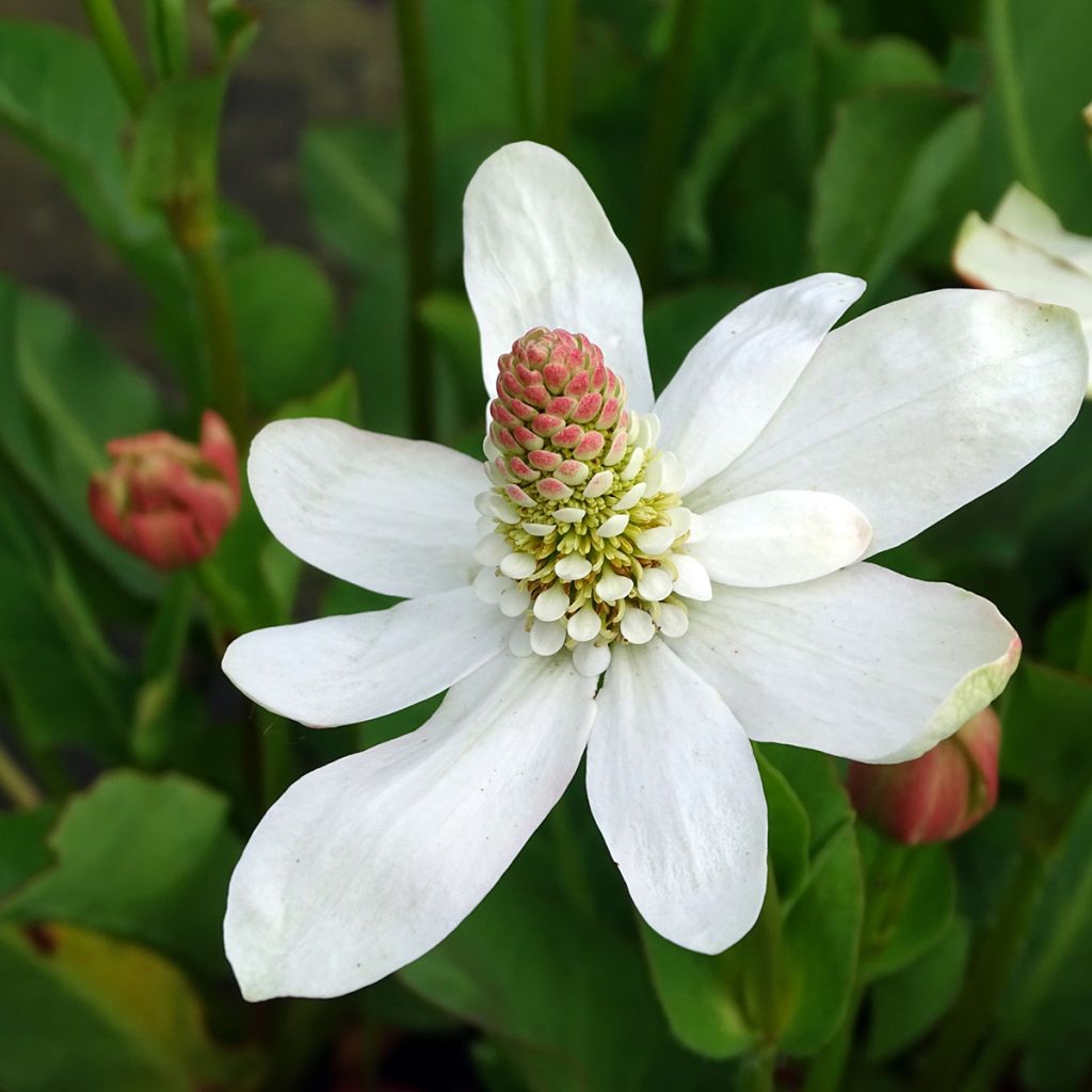 Anemopsis californica - Anémopsis de Californie