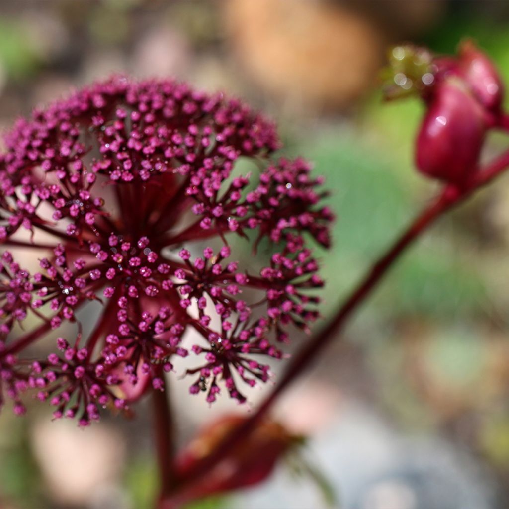 Angelica gigas