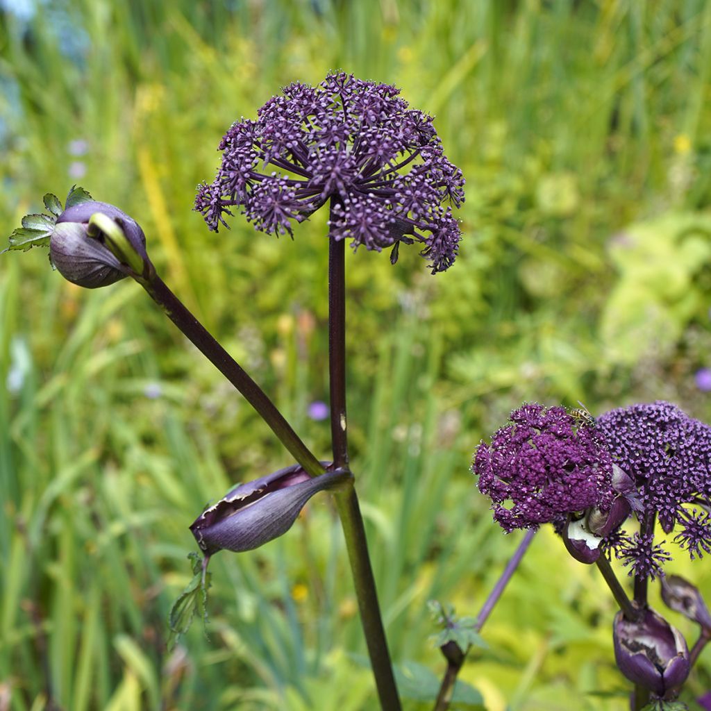 Angelica gigas