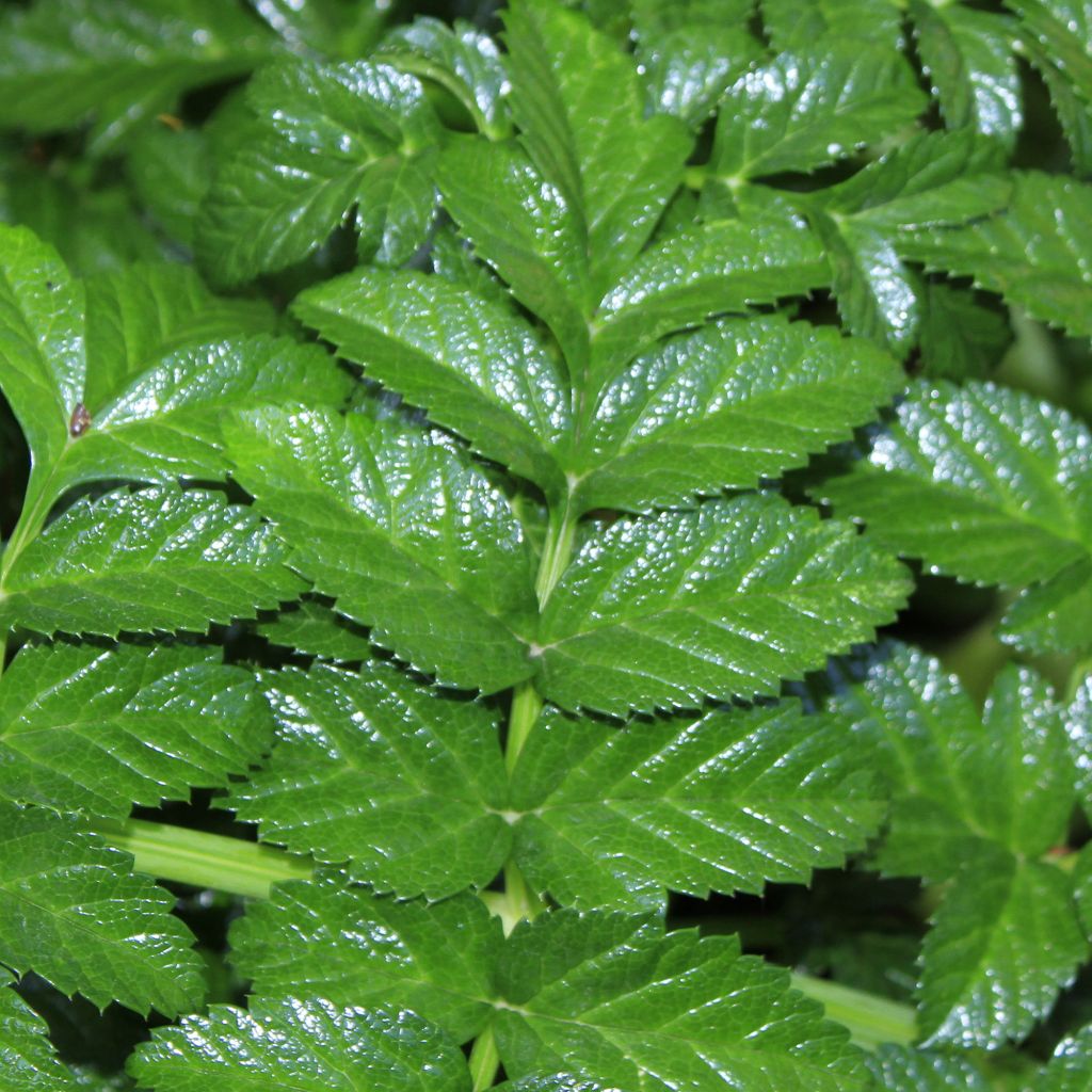 Angelica pachycarpa