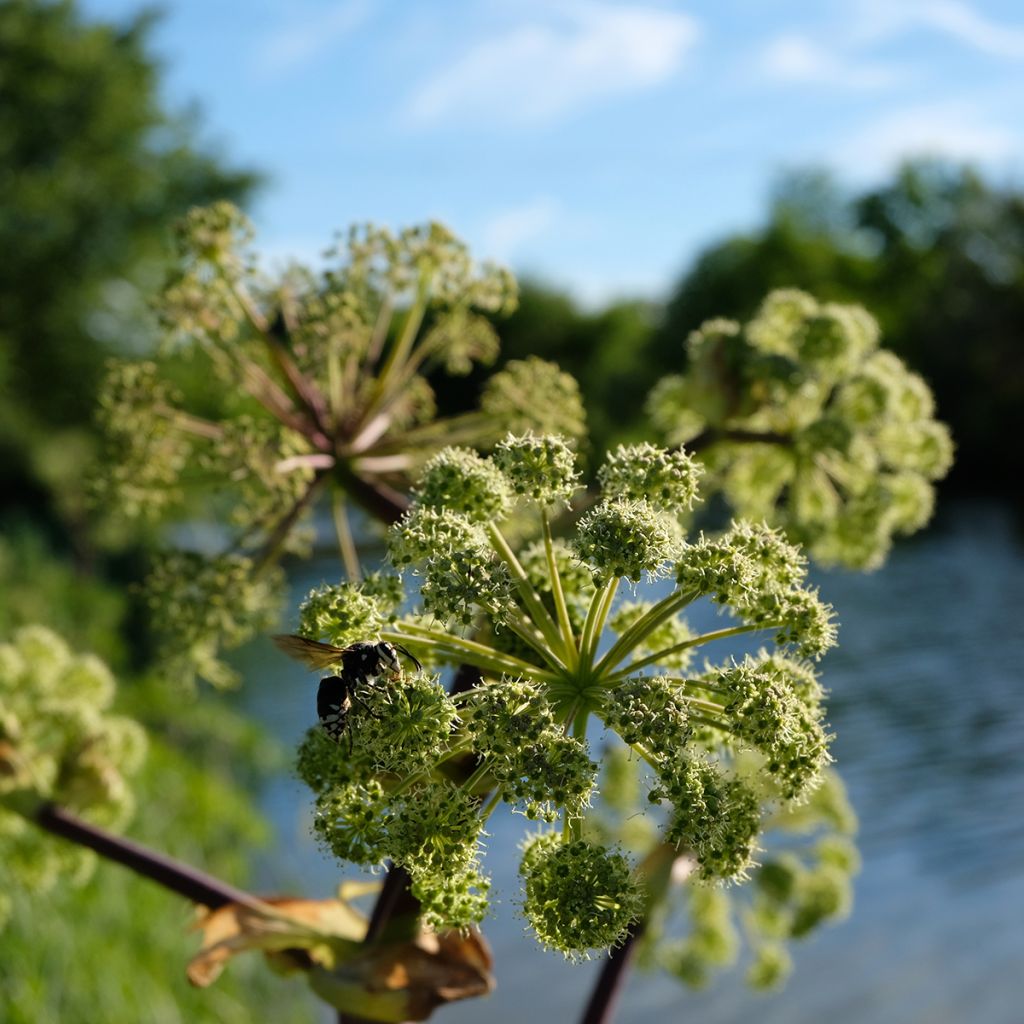 Angelica atropurpurea - Angelica americana