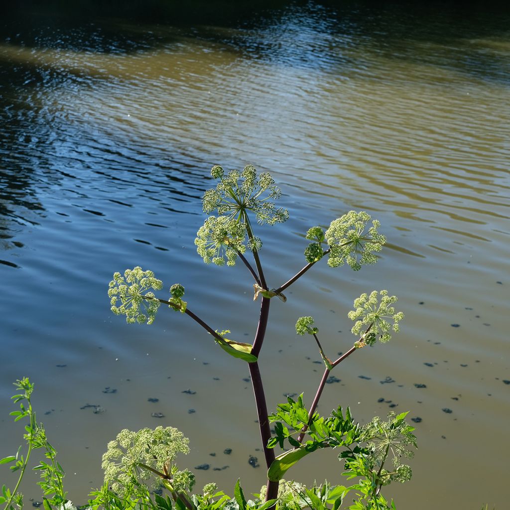 Angelica atropurpurea - Angelica americana