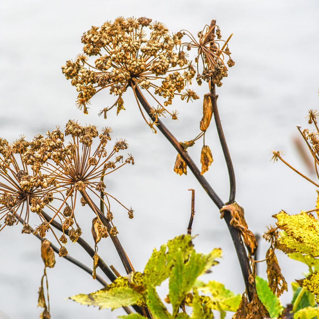 Angelica atropurpurea - Angelica americana