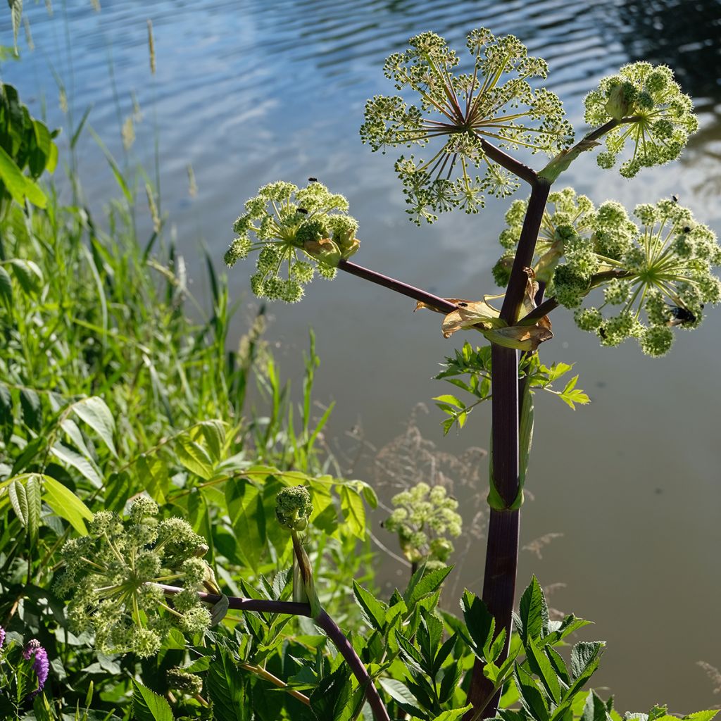 Angelica atropurpurea - Angelica americana