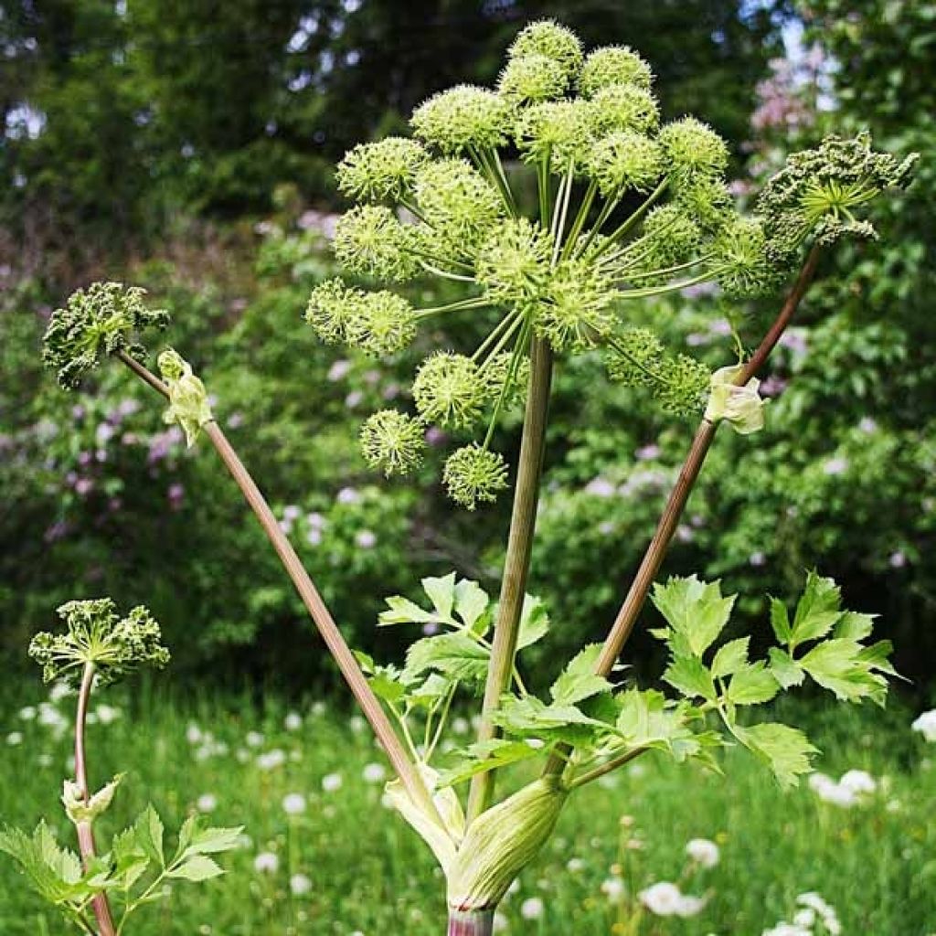 Angélique officinale - Angelica archangelica