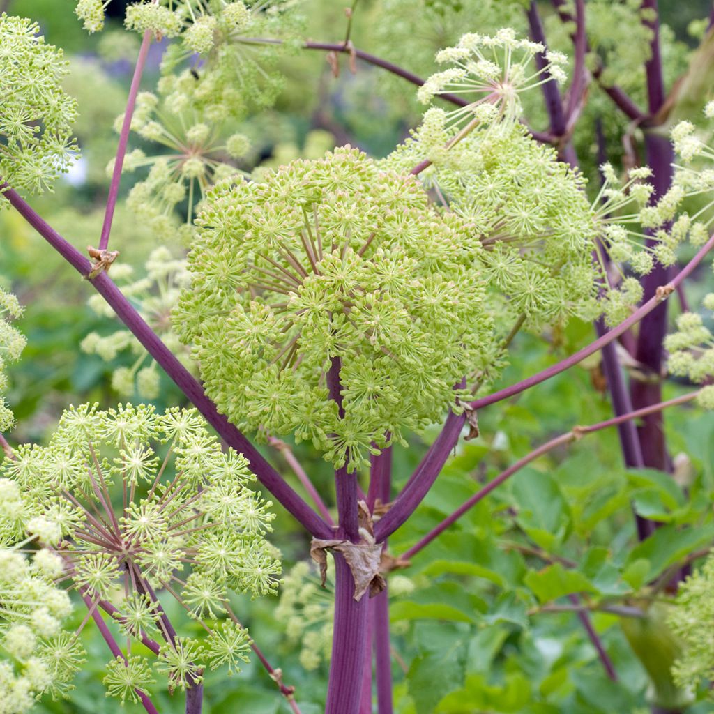 Angelica archangelica - Angelica