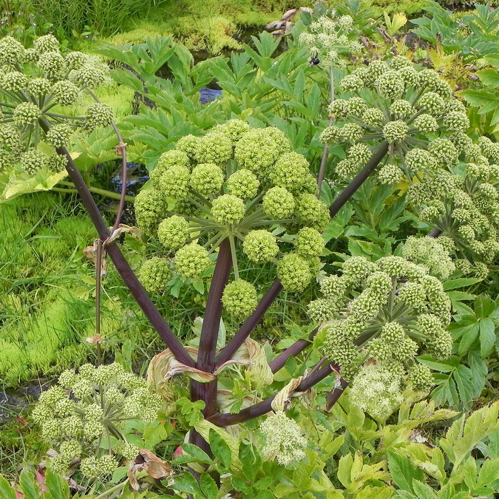 Angelica archangelica - Angelica