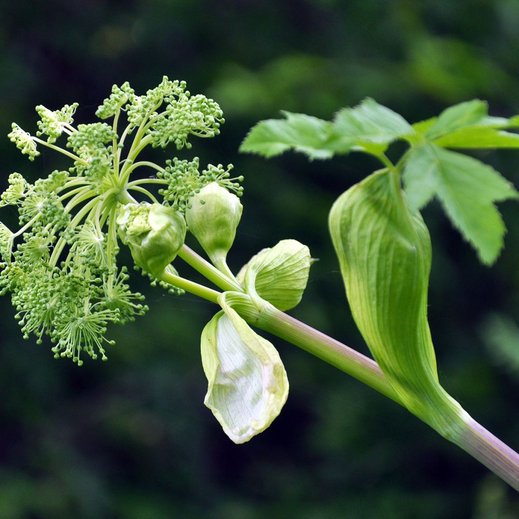 Angelica archangelica - Angelica