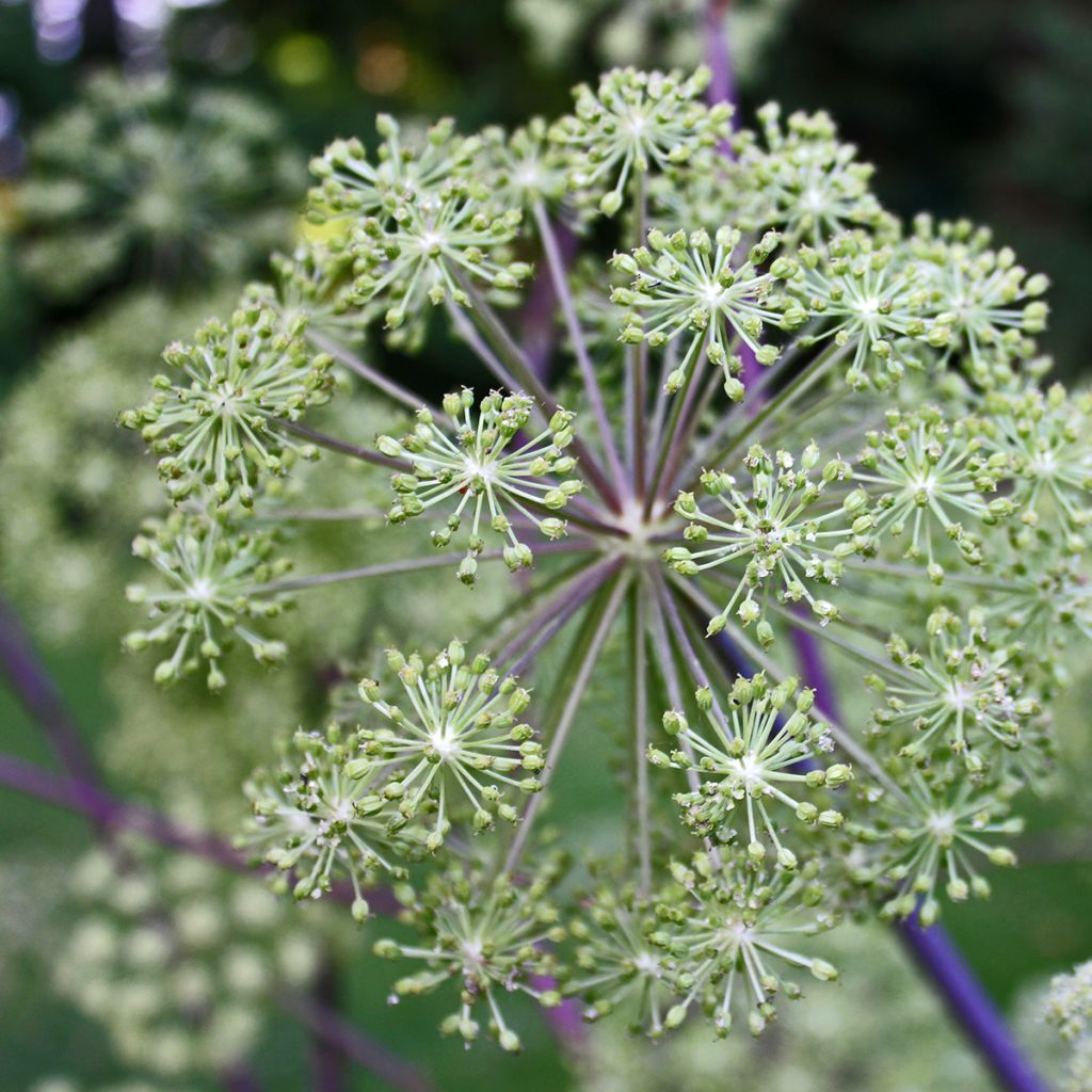 Angelica archangelica - Angelica