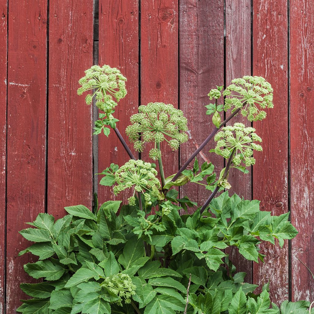 Angelica archangelica - Angelica