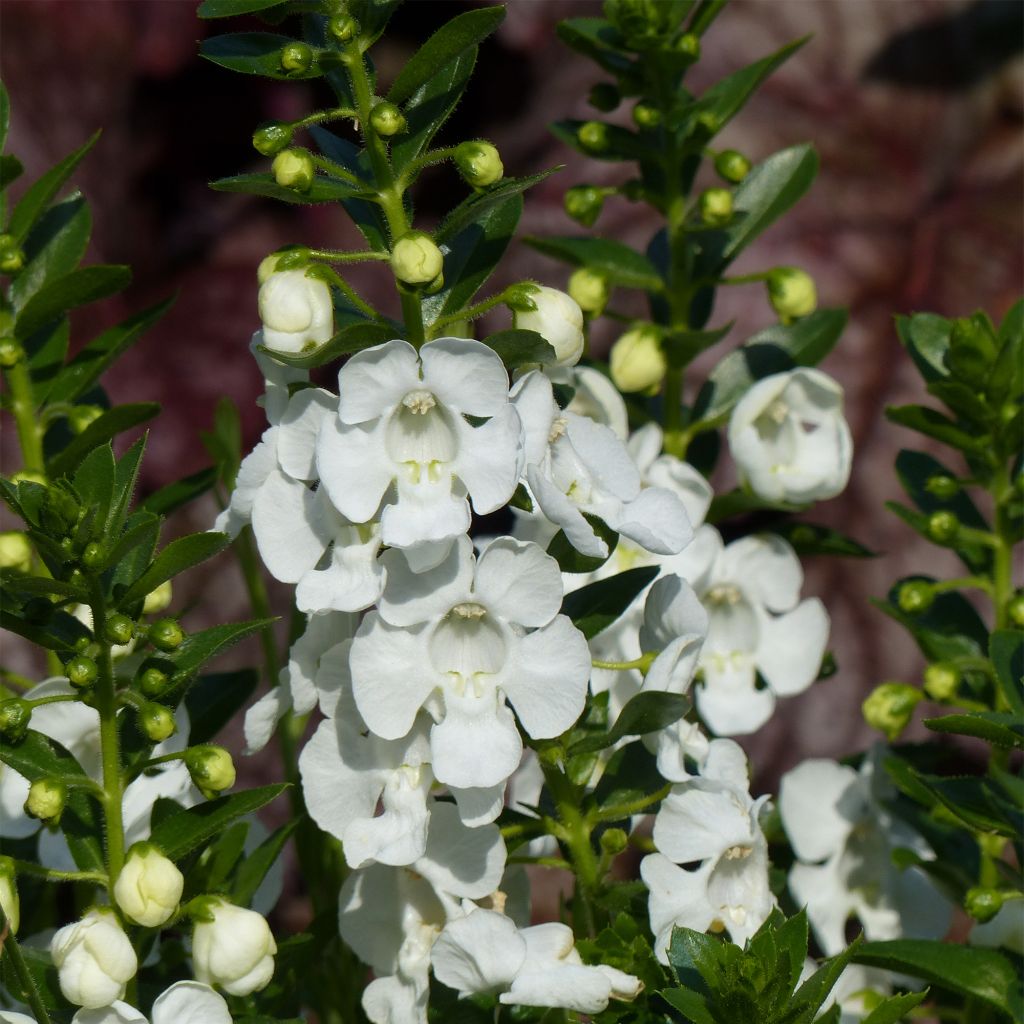 Angelonia Angelface Carrara White - Angélonia blanche