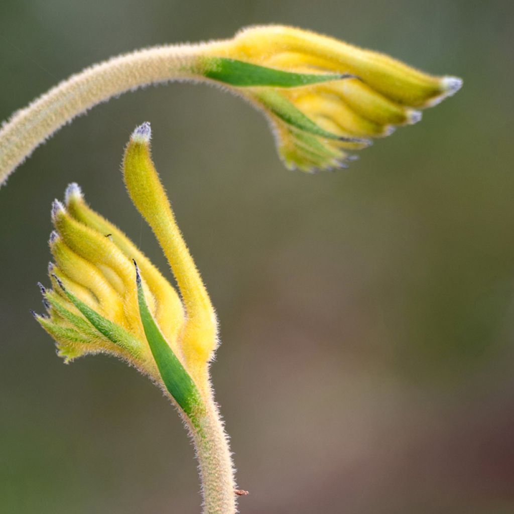 Anigozanthos Bush Bonanza 