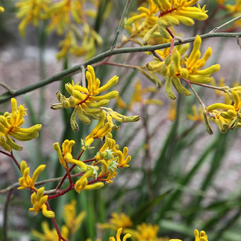 Anigozanthos Bush Bonanza 