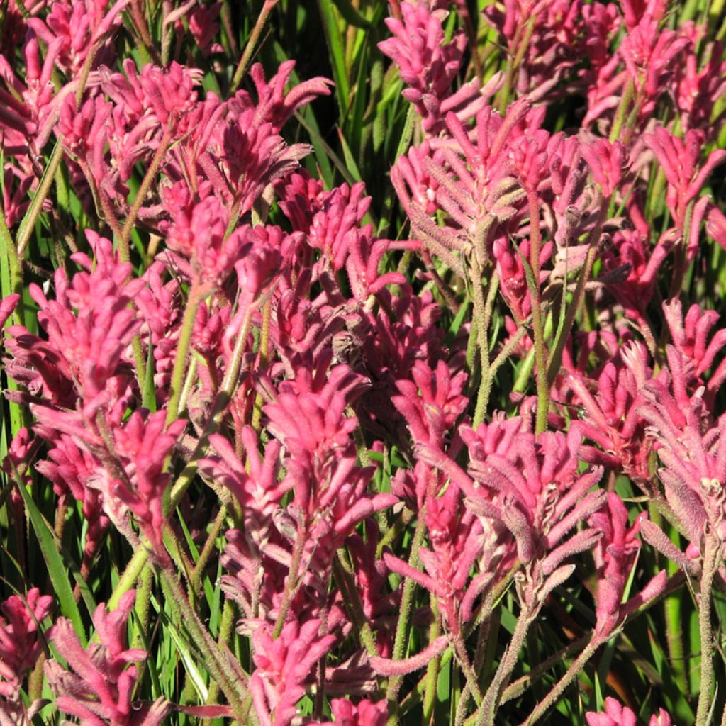 Anigozanthos flavidus Bush Pearl - Zampe di canguro