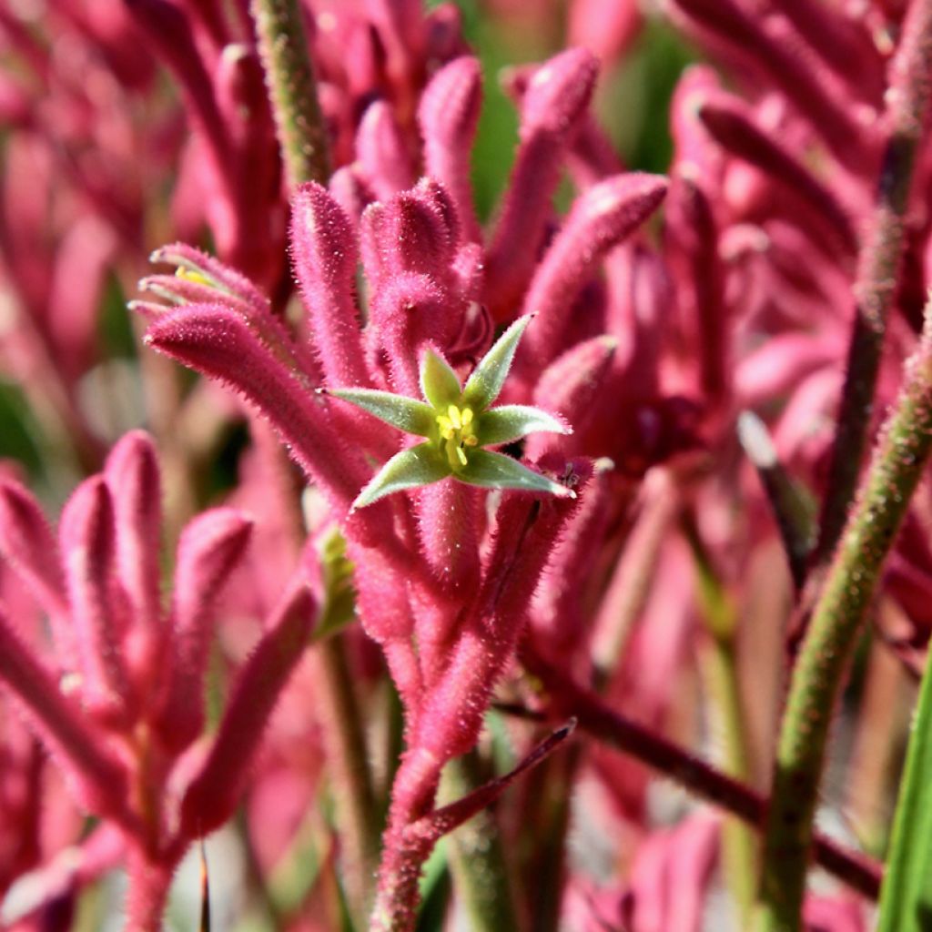 Anigozanthos flavidus Bush Pearl - Zampe di canguro