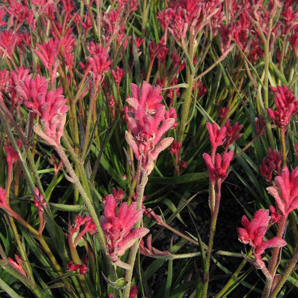 Anigozanthos flavidus Bush Pearl - Zampe di canguro