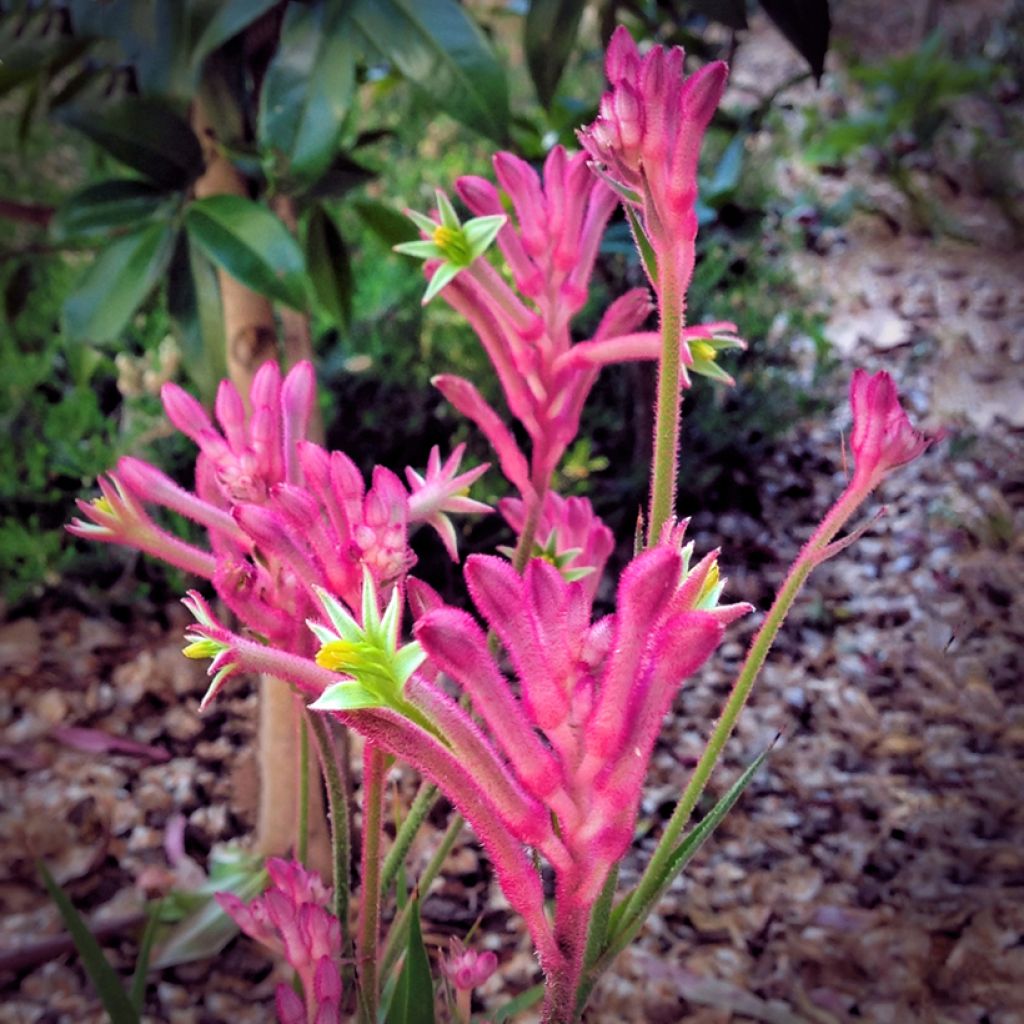 Anigozanthos flavidus Bush Pearl - Zampe di canguro