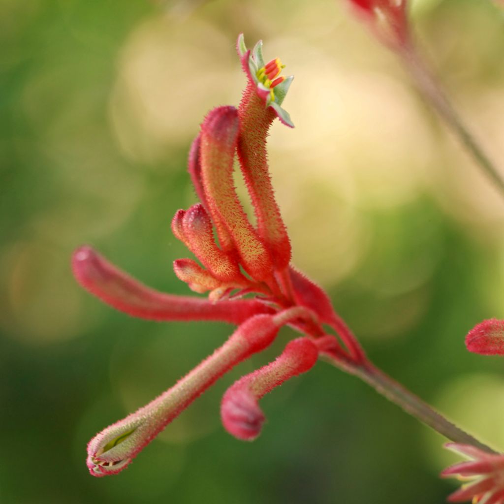 Anigozanthos flavidus - Zampe di canguro