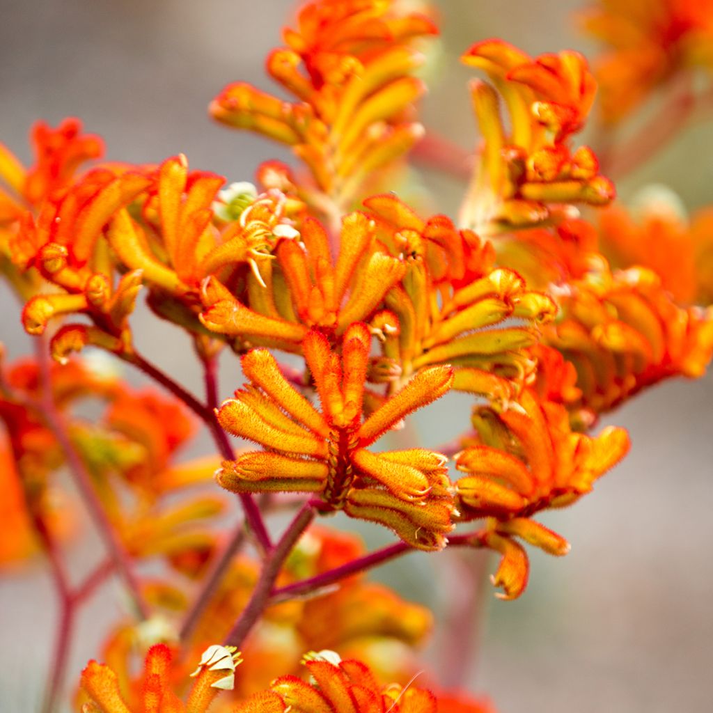 Anigozanthos flavidus - Zampe di canguro