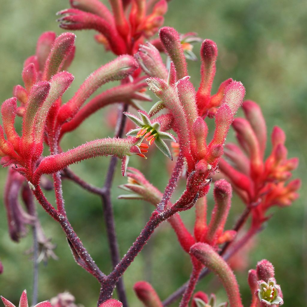 Anigozanthos flavidus - Zampe di canguro