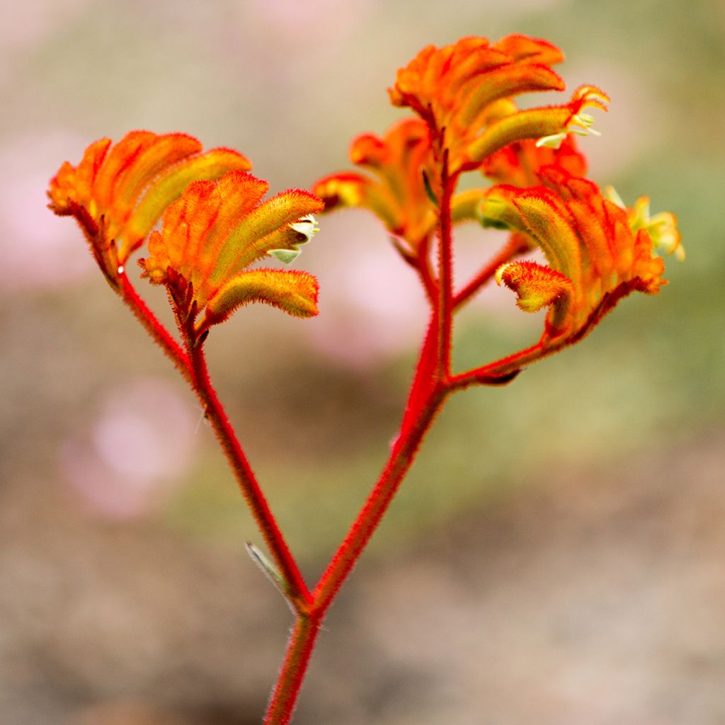 Anigozanthos flavidus - Zampe di canguro