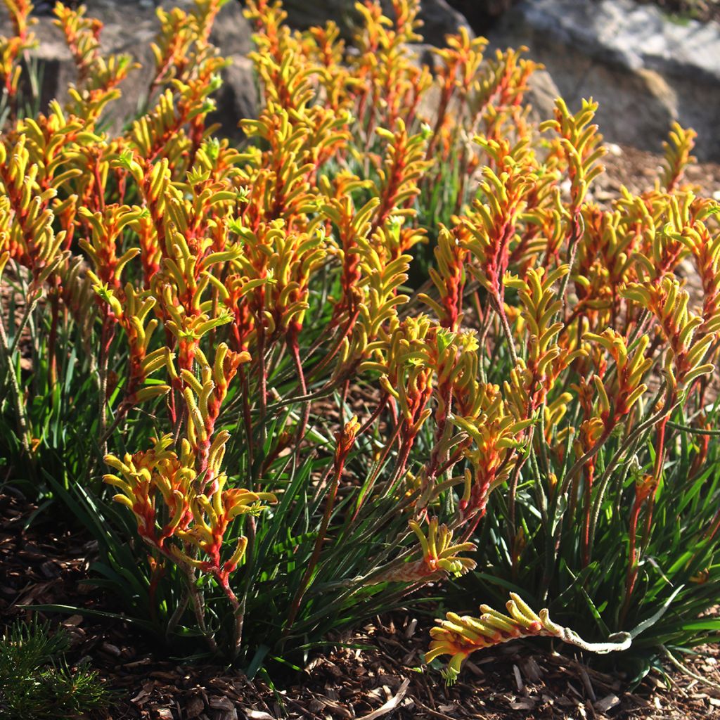 Anigozanthos flavidus - Zampe di canguro