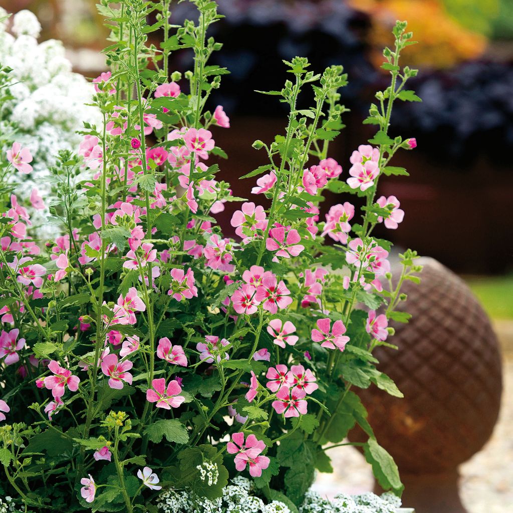 Anisodontea Lady in Pink - Malva del Capo