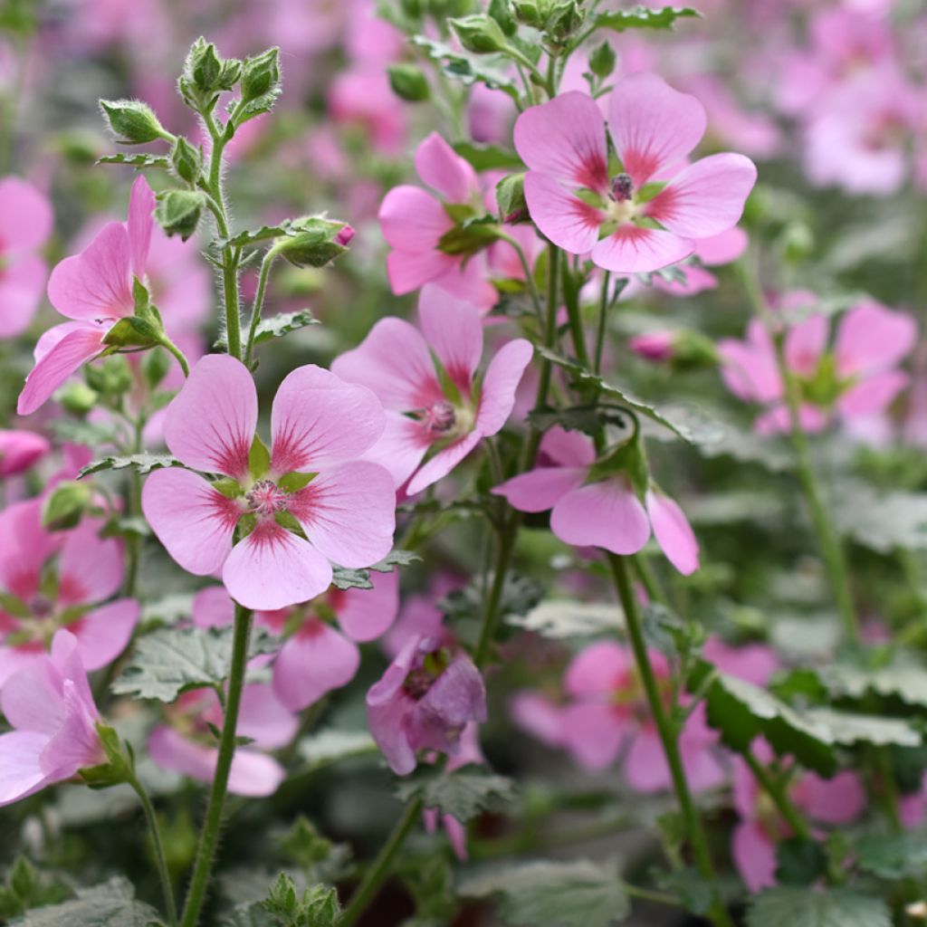 Anisodontea Lady in Pink - Malva del Capo