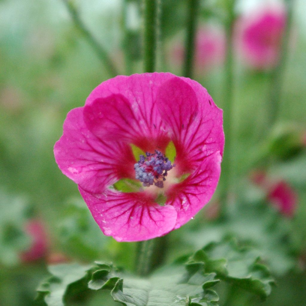 Anisodontea scabrosa Large Red - Malva del Capo