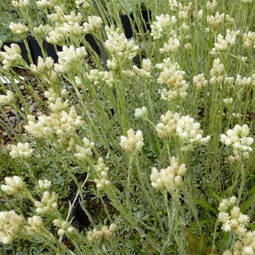 Antennaria dioica Borealis - Antennaire dioïque