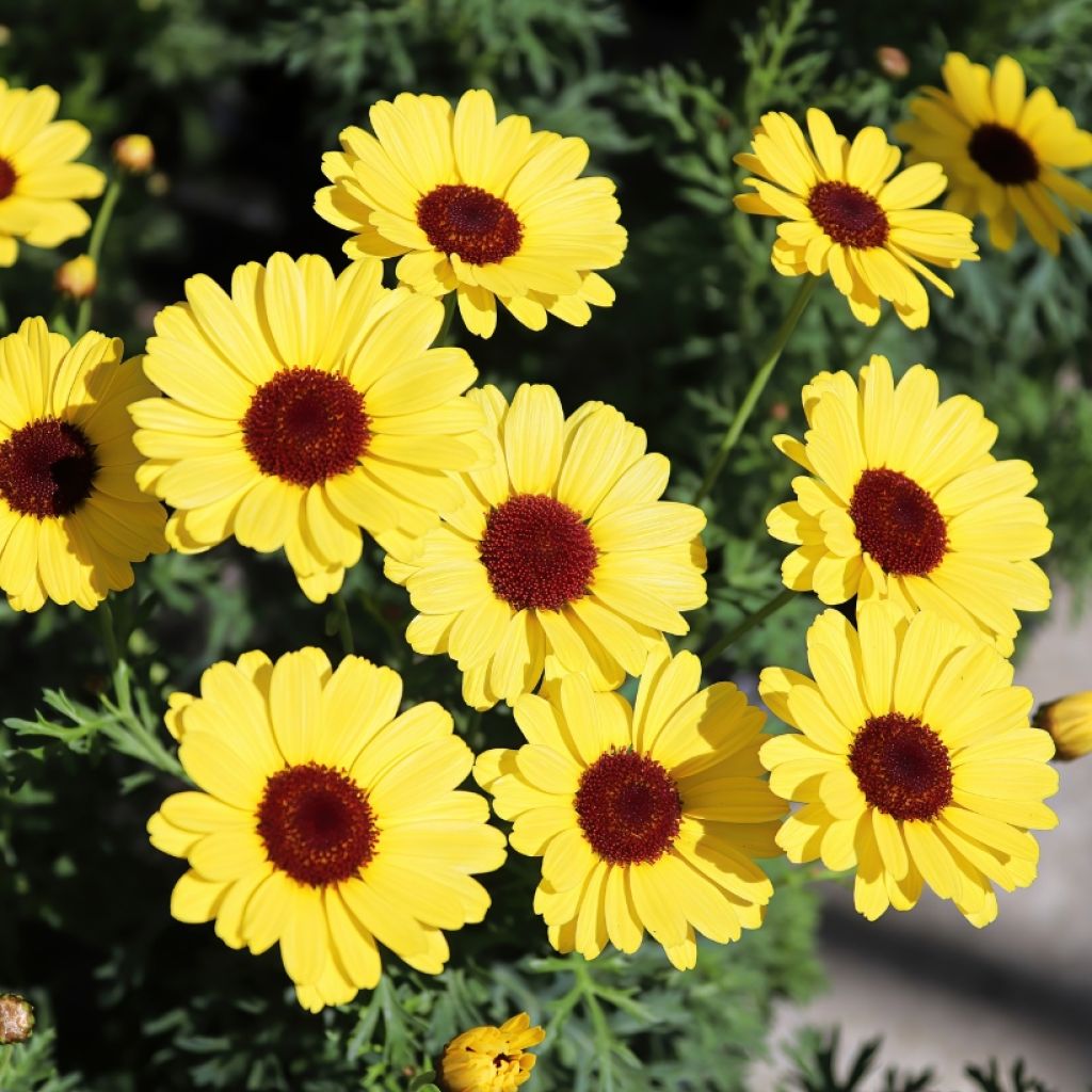 Argyranthemum Grandaisy Gold