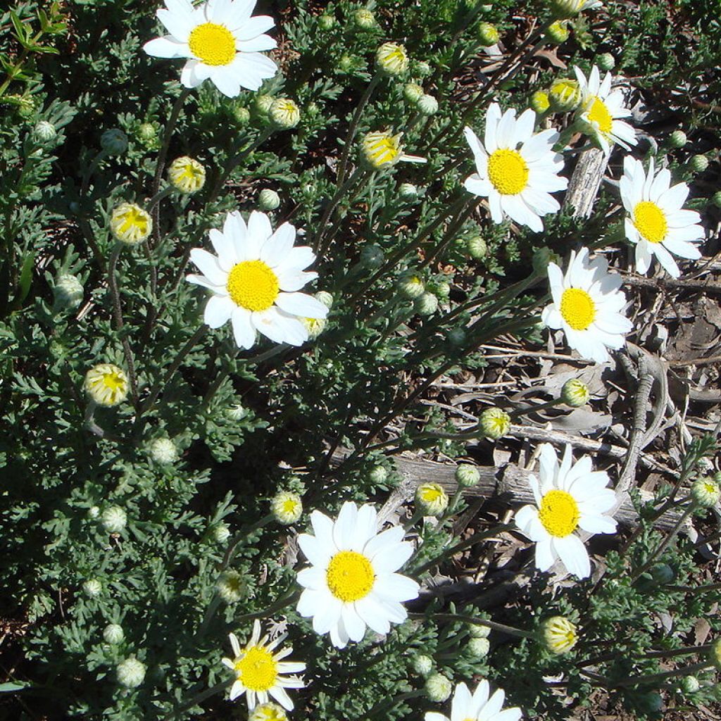 Anthemis punctata ssp. cupaniana