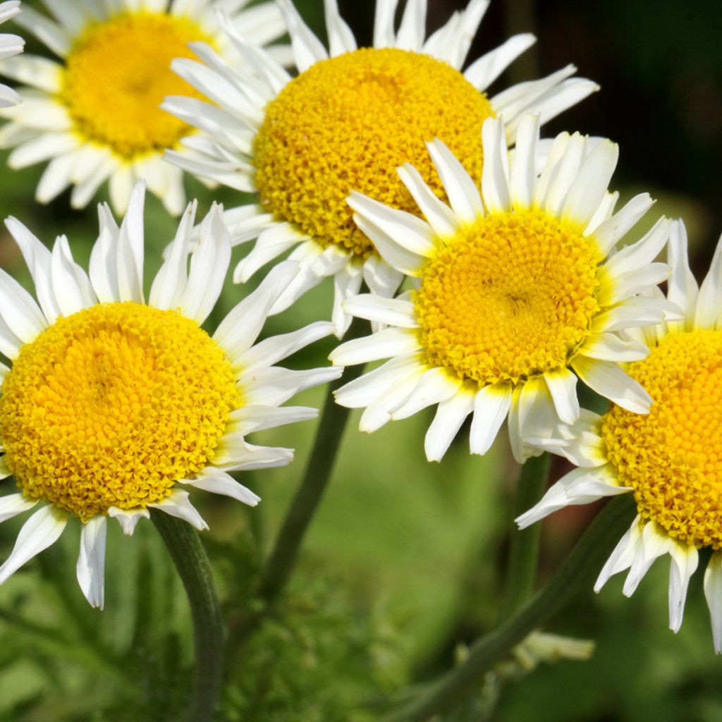 Anthemis punctata subsp. cupaniana