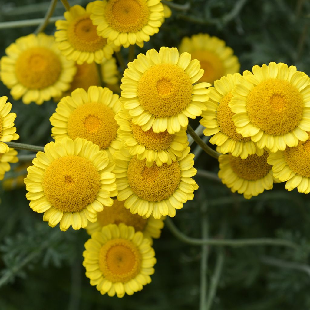 Anthemis sancti-johannis