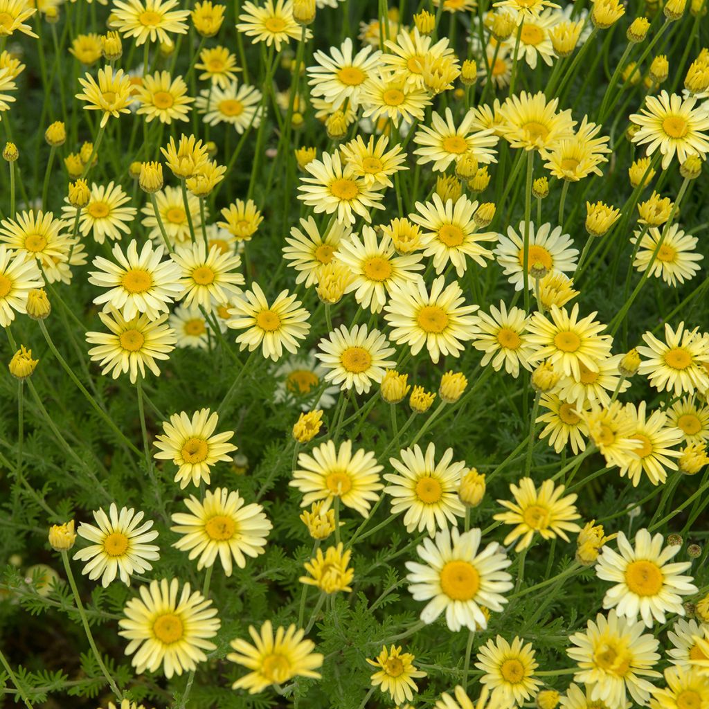 Anthemis tinctoria E.C. Buxton - Camomilla dei tintori