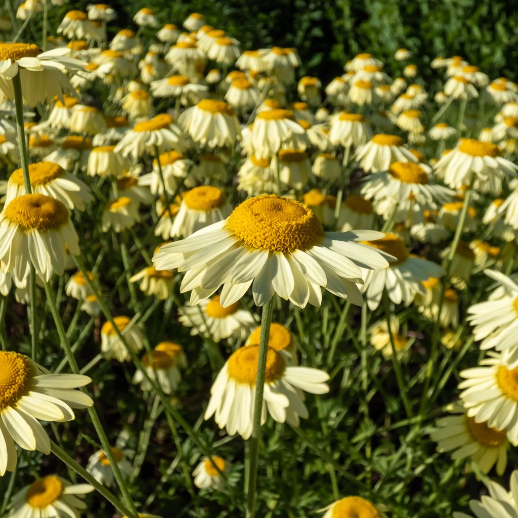 Anthemis tinctoria E.C. Buxton - Camomilla dei tintori